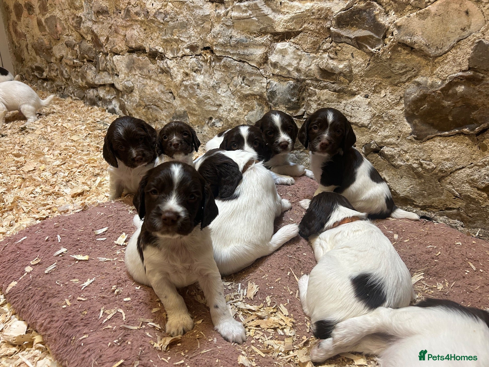 English Springer Spaniel dogs  Beautiful Pedigree springer spaniels  - Advert 2