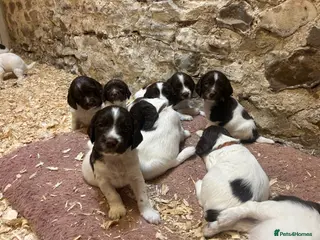 English Springer Spaniel dogs Beautiful Pedigree springer spaniels - Advert 2
