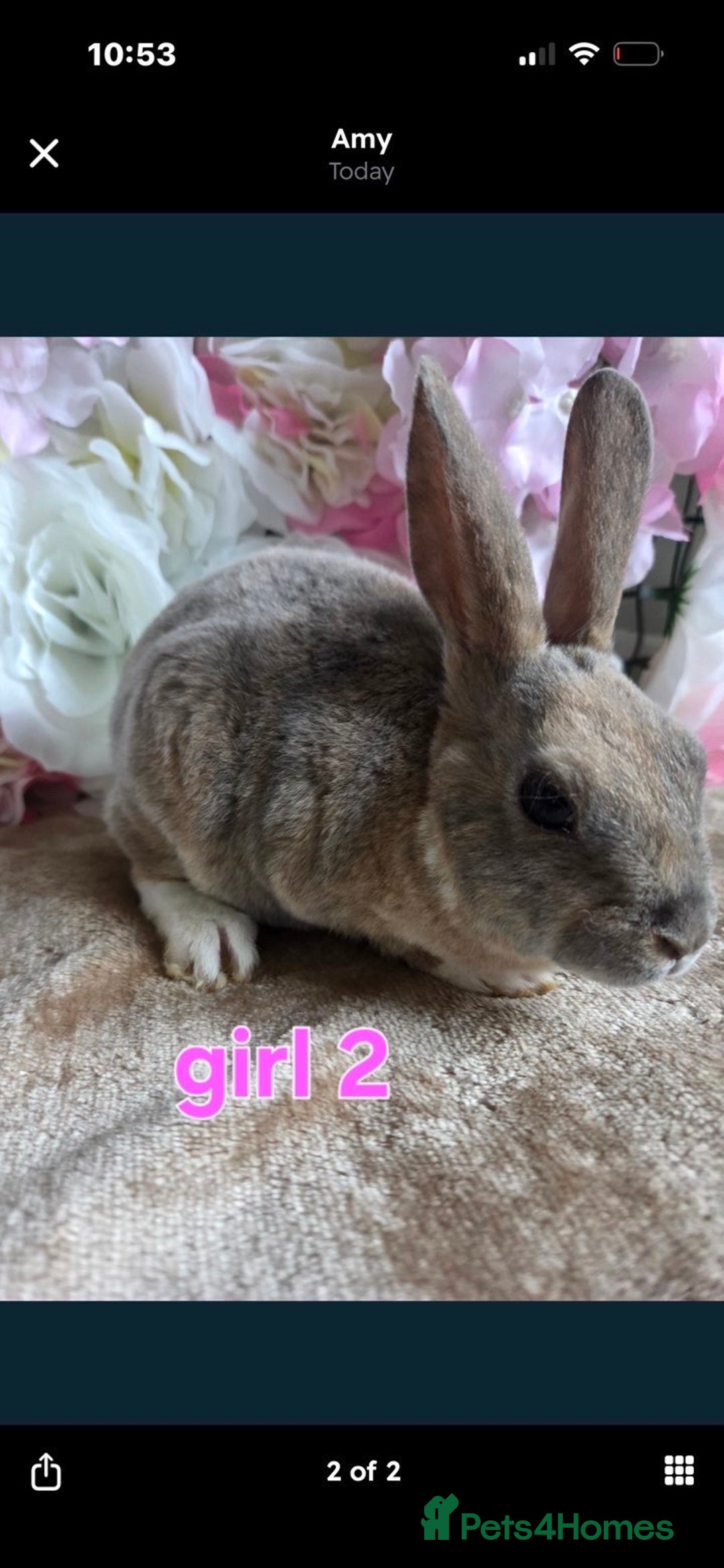 Mixed Breed rabbits for sale: Girl rabbit  - Advert 1
