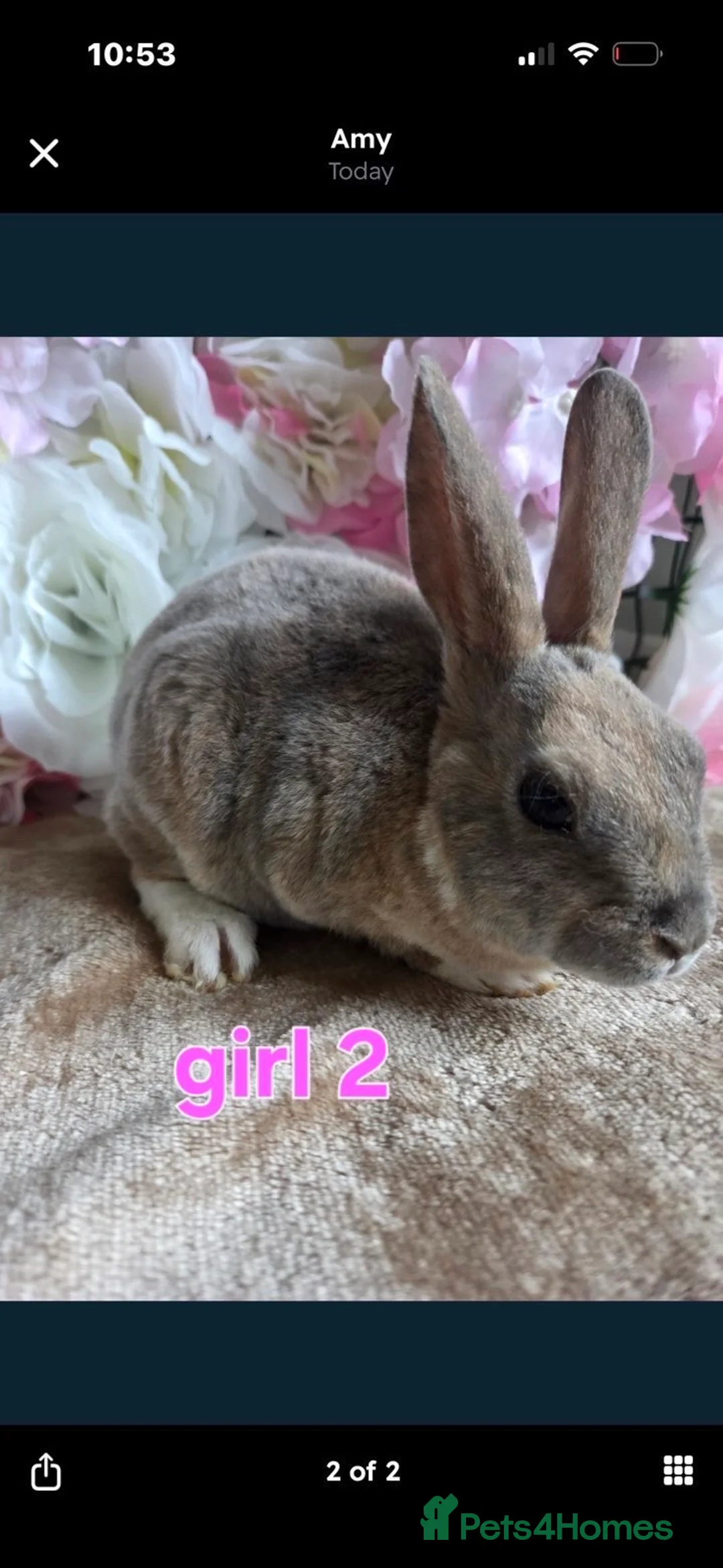 Mixed Breed rabbits for sale: Girl rabbit  - Advert 1