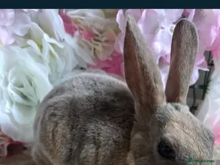 Mixed Breed rabbits Girl rabbit - Advert 4