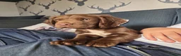 Sprocker dogs for sale: Sprocker boy available  - Advert 6