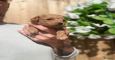 Toy Poodle dogs - Advert 16