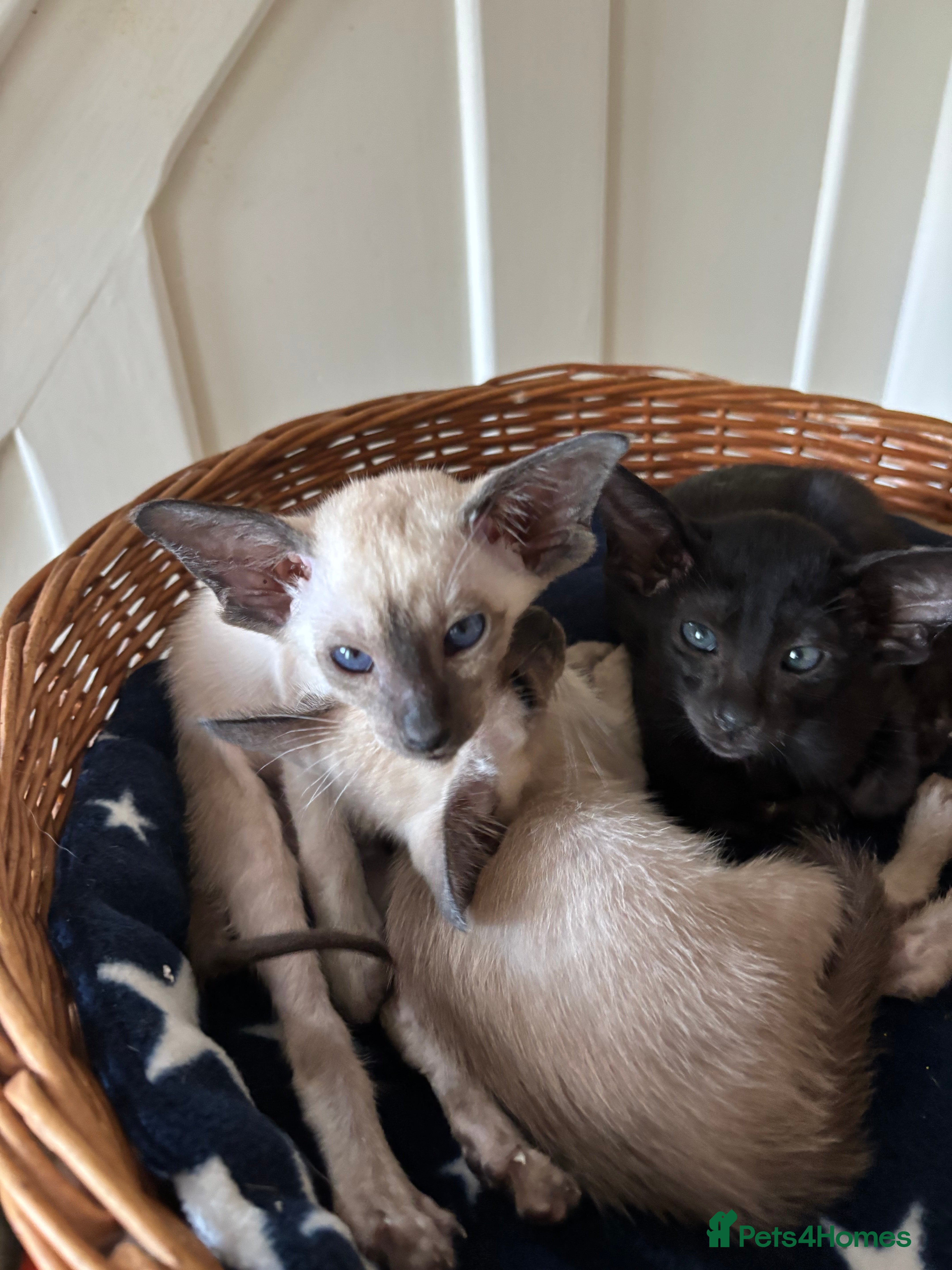 Siamese cats SIAMESE and ORIENTAL KITTENS - Advert 1