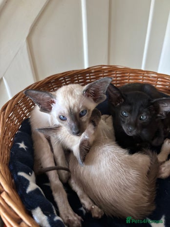 Siamese cats - Advert 12