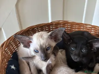 Siamese cats SIAMESE and ORIENTAL KITTENS - Advert 14