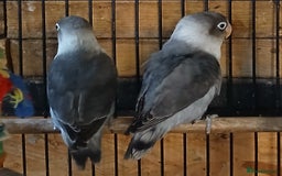 Lovebirds birds for sale: Lovebirds fischers x4 fischers lovebirds  - Image 13