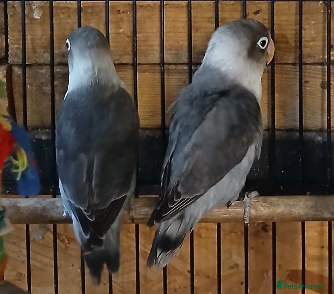 Lovebirds birds for sale: Lovebirds fischers x4 fischers lovebirds  - Image 13