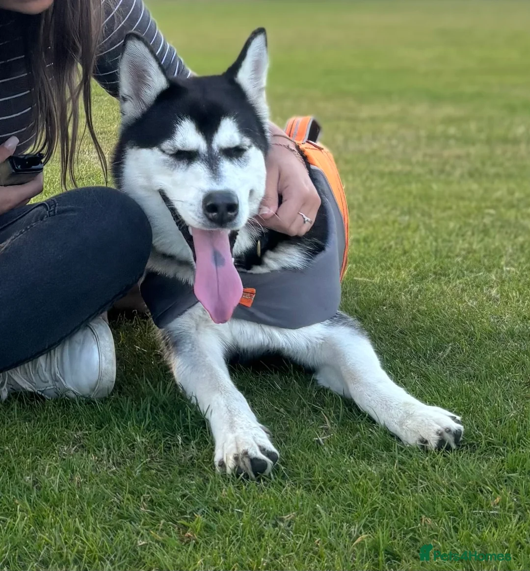Siberian Husky dogs for sale: Female Huskey  - Advert 3