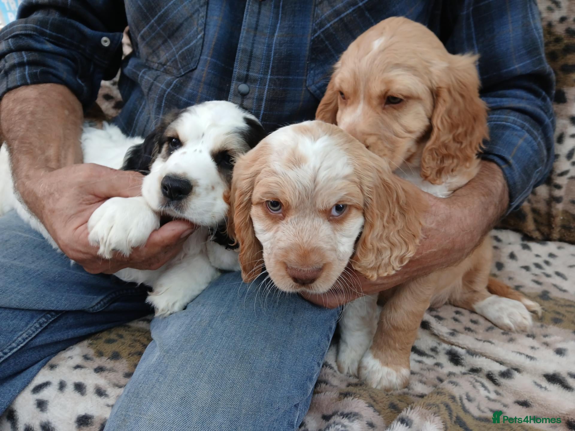 Sprocker dogs Show f1 Sprocker spaniel puppies - Advert 1