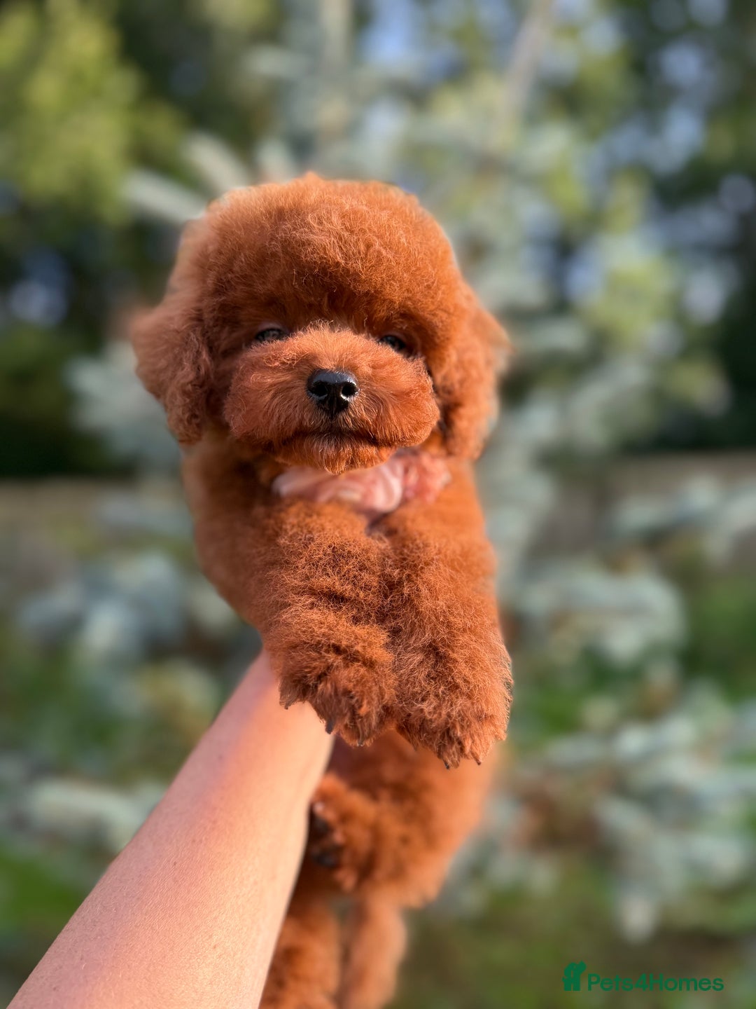 Toy Poodle dogs for sale: Asian teddy face toy poodles boys - Image 26