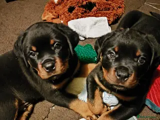 Rottweiler dogs KC registered rottweiler puppies - Advert 18
