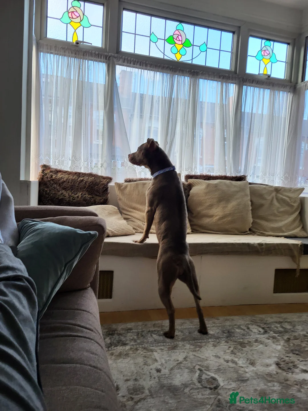 Mixed Breed dogs for sale: Staffy x Female x  - Advert 11