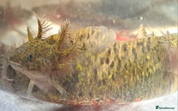 Axolotl reptiles for sale: Axolotls  - Image 11