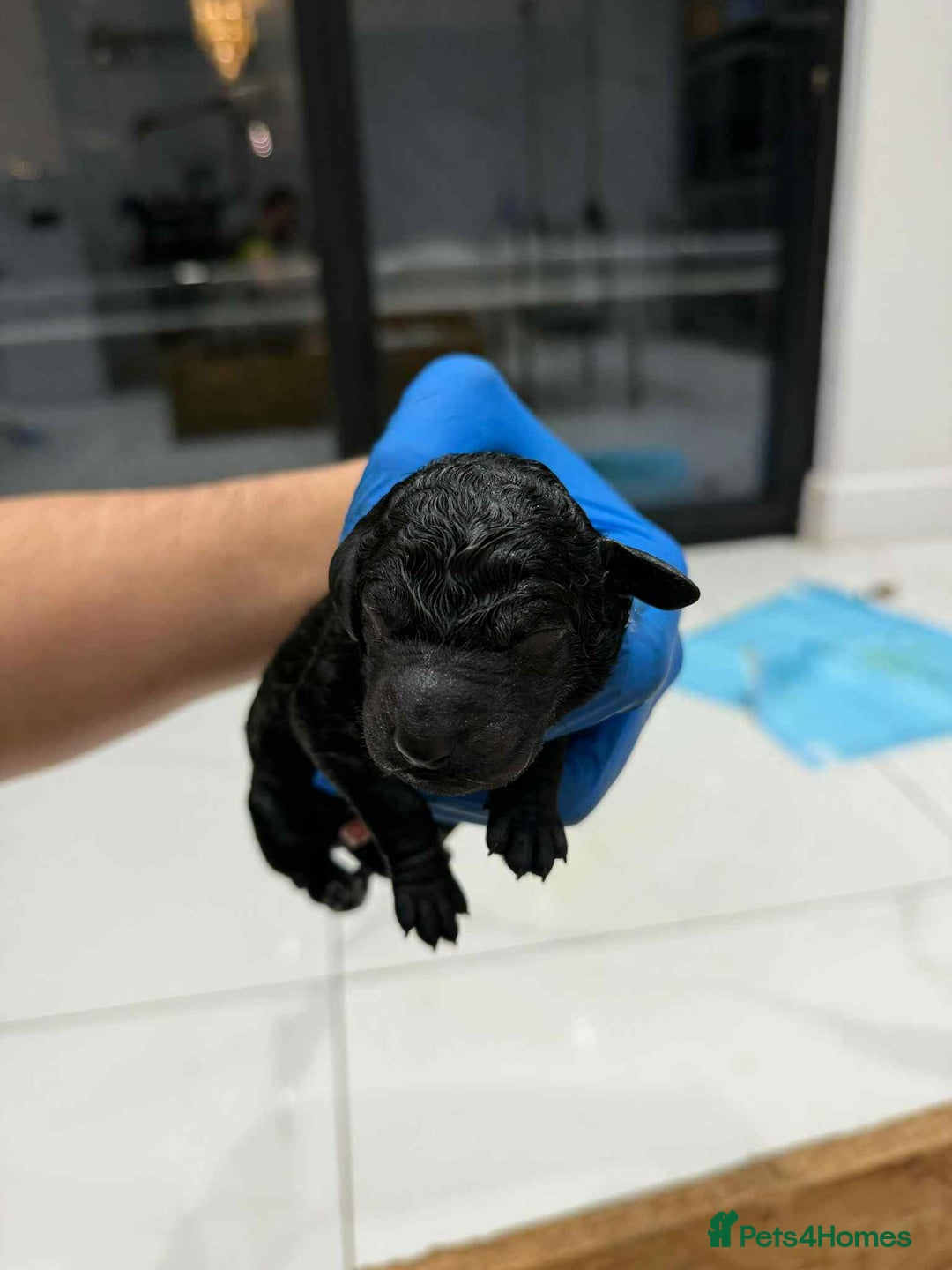 Standard Poodle dogs for sale: Exceptional Standard Poodle Puppies Show Quality - Advert 3