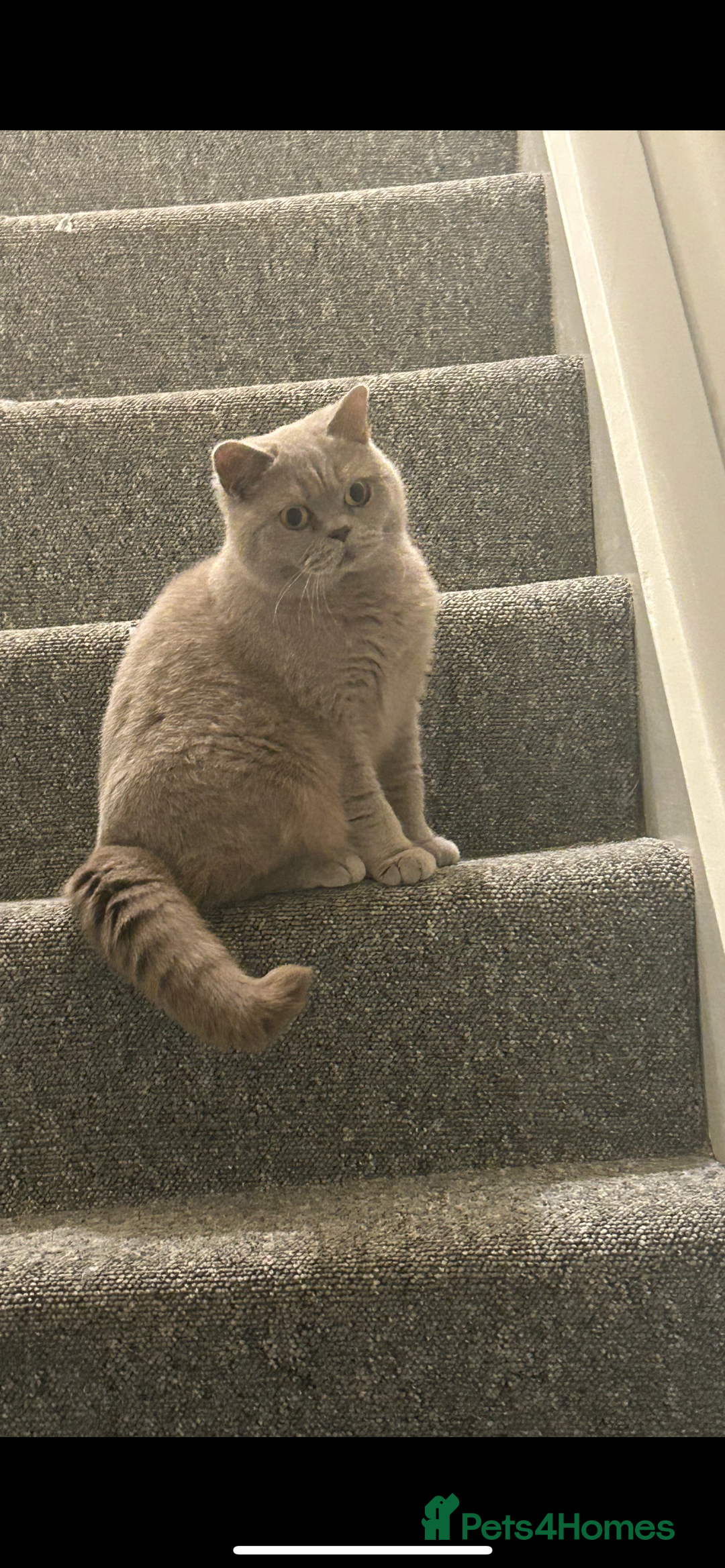 British Shorthair cats for sale: Female British Shorthair - Advert 2