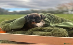 Boxer dogs for sale: ASTONISHING KC REGISTERED BOXER PUPPIES!  - Image 11