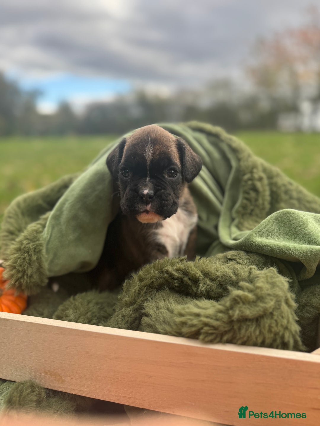 Boxer dogs for sale: ASTONISHING KC REGISTERED BOXER PUPPIES!  - Image 11