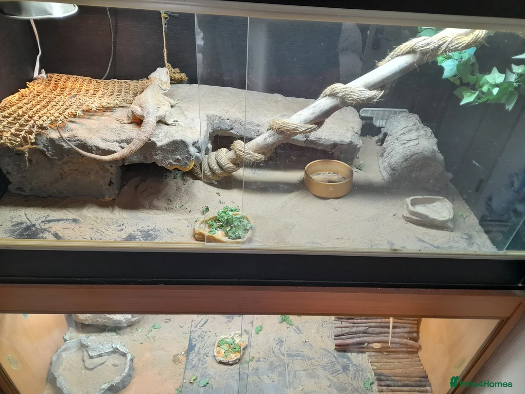 Bearded Dragon reptiles for sale: TWO PROVEN BREEDERS FOR SALE - Advert 5