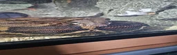 Boa Snake reptiles for sale: Common female boa in Stourbridge - Advert 3