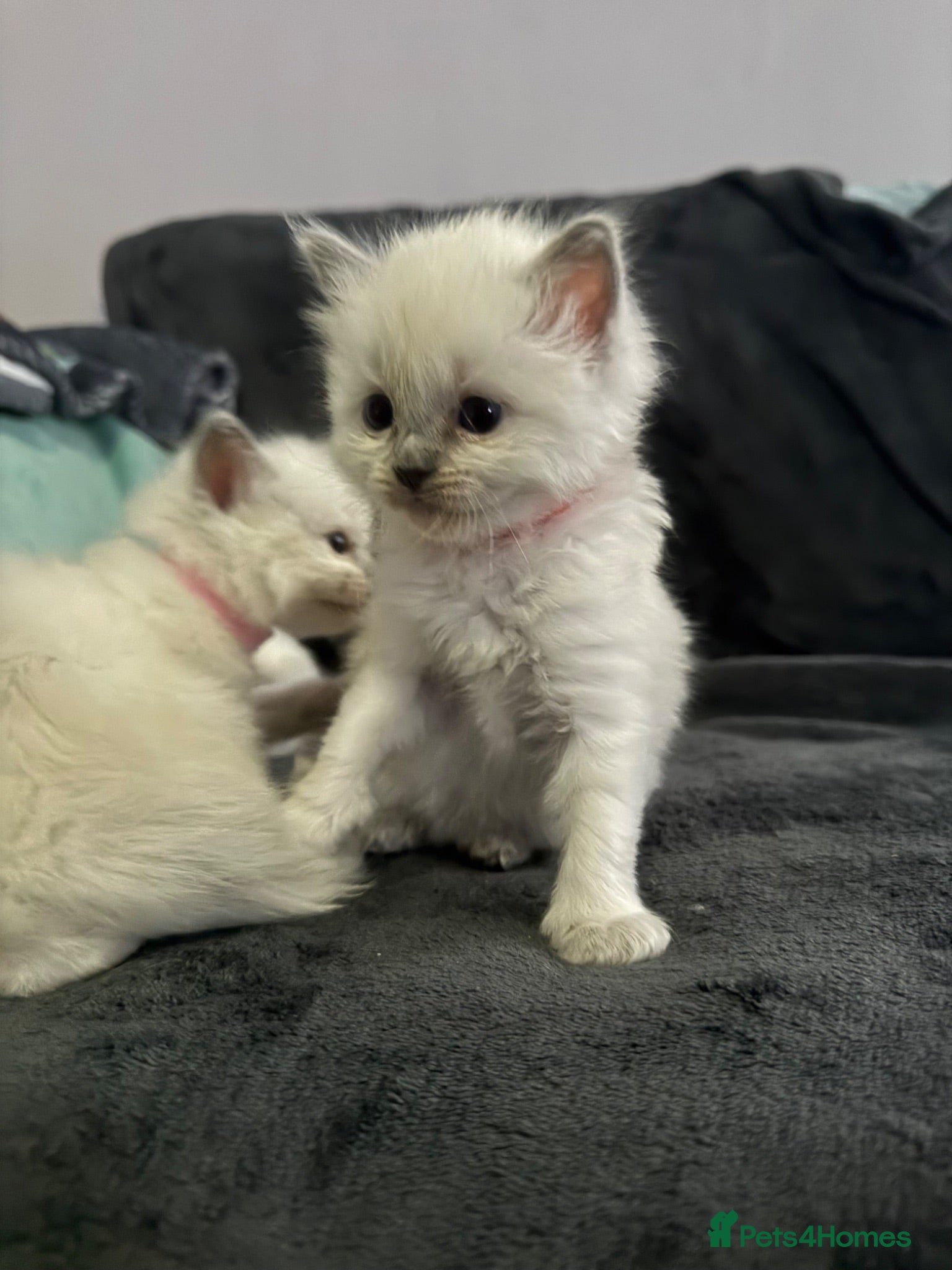 Ragdoll cats Ragdoll kittens - Advert 7