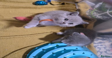 British Shorthair cats - Advert 6