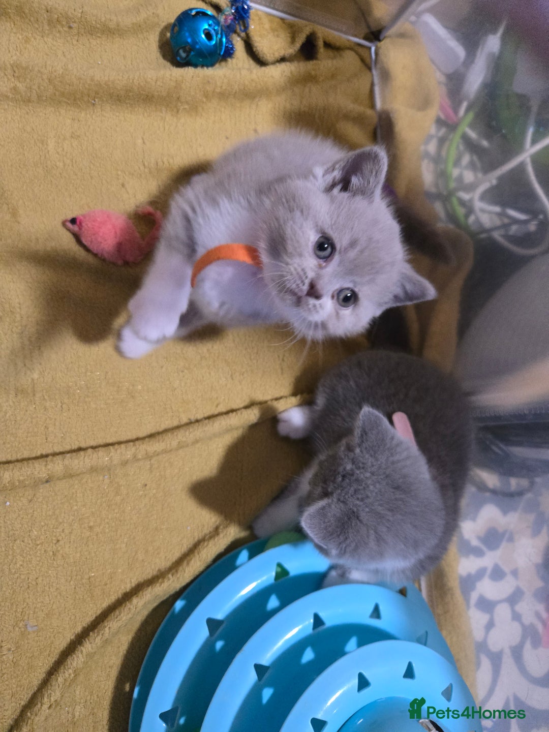 British Shorthair cats for sale: Full Britishshort hair kittens ready wendesday - Image 10