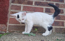 Domestic Shorthair cats for sale: 5 beautiful kittens looking for a good homes  - Image 3