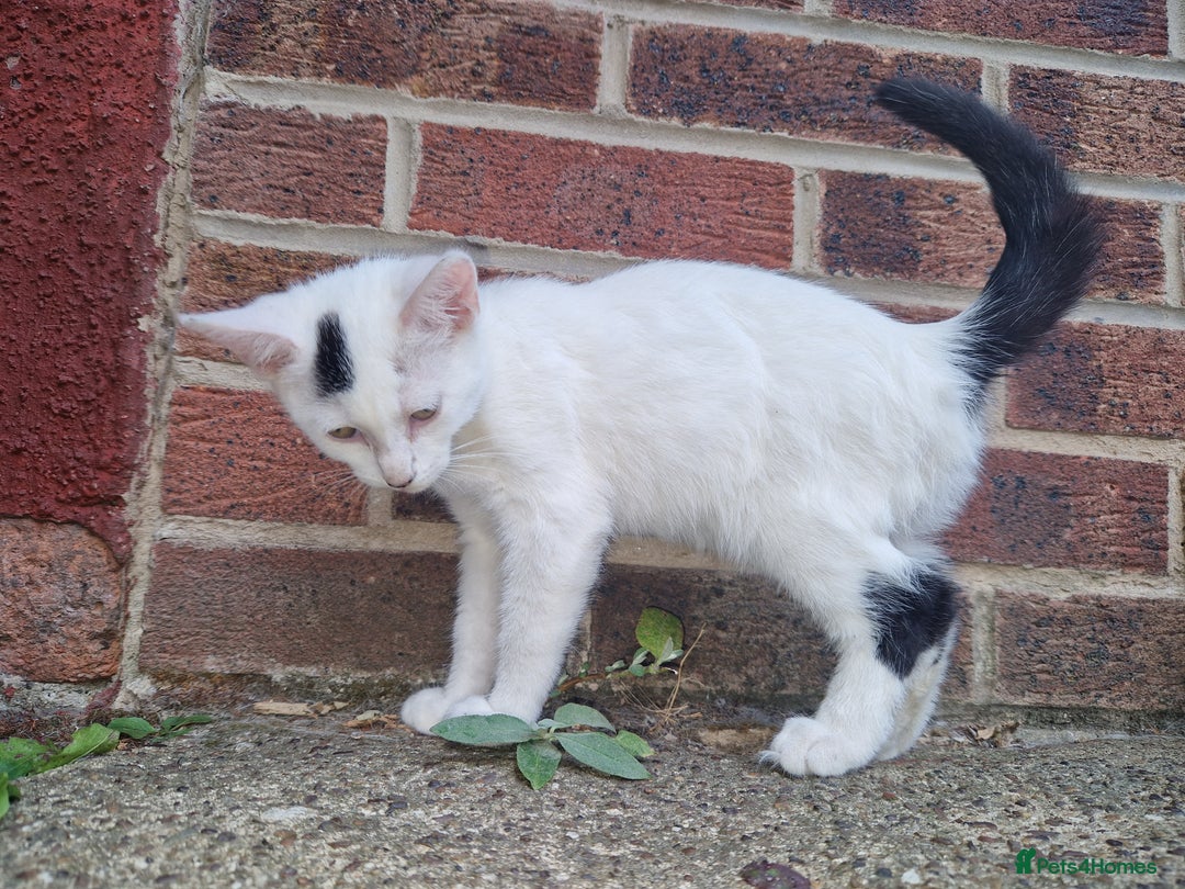 Domestic Shorthair cats for sale: 5 beautiful kittens looking for a good homes  - Image 3