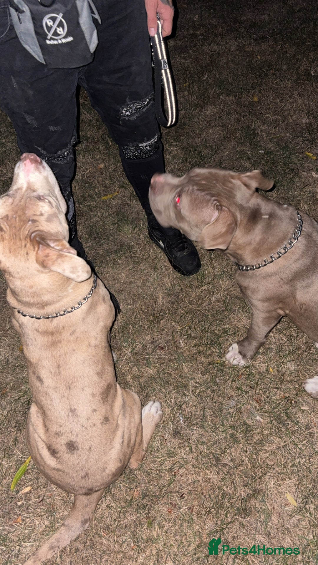 Mixed Breed dogs for sale: Brother and sister - Image 1