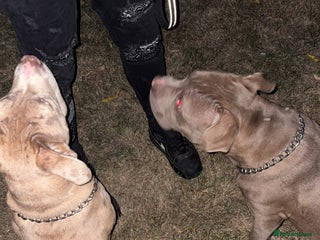 Mixed Breed dogs - Advert 24