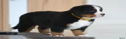 Bernese Mountain Dog dogs for sale: KC REGISTERED BERNEESE PUPPIES  - Advert 26