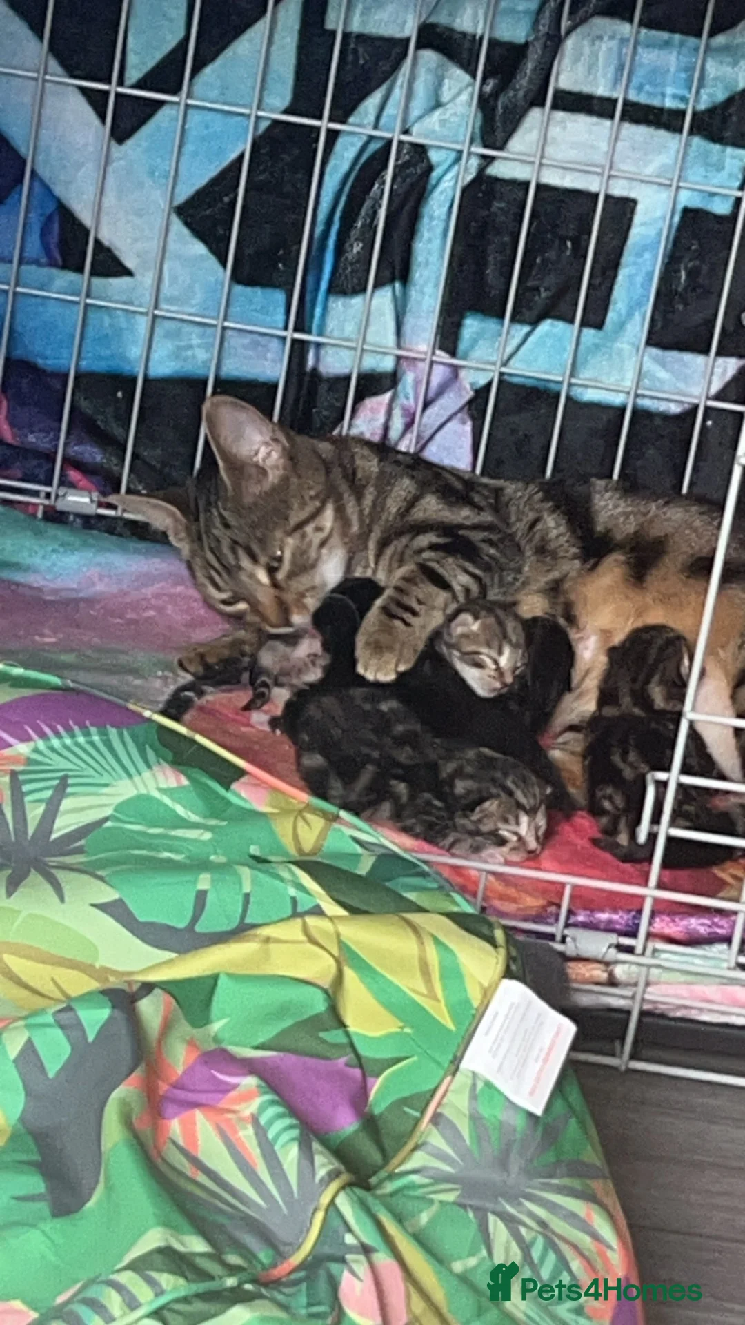 Mixed Breed cats for sale: Bengal mix - Advert 1