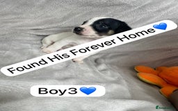 Jack Russell dogs for sale: 1 Beautiful Jack Russell Puppie Left in Worcester - Image 10