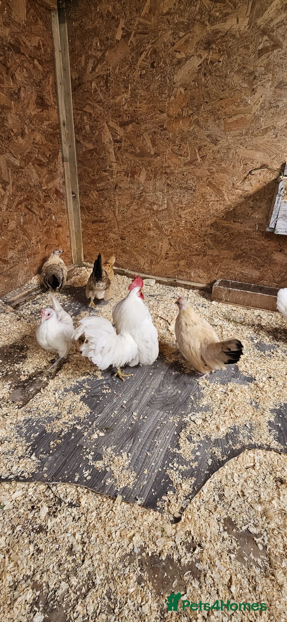 Chickens poultry 🐓 Serama Bantam Chickens & Lovebirds 🦜 - Advert 1