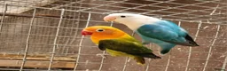 Lovebirds birds for sale: Lovebird fischer's opalines - Advert 4