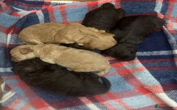 Cockapoo dogs for sale: Beautiful Cockapoo puppies - Image 4