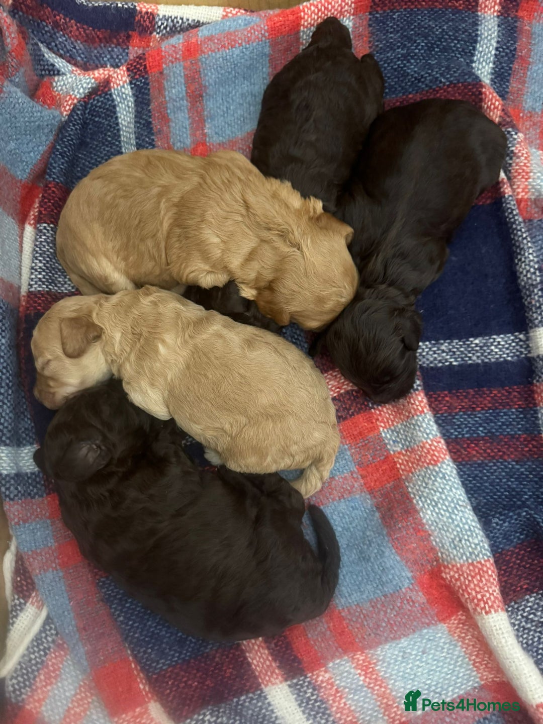 Cockapoo dogs for sale: Beautiful Cockapoo puppies - Image 4