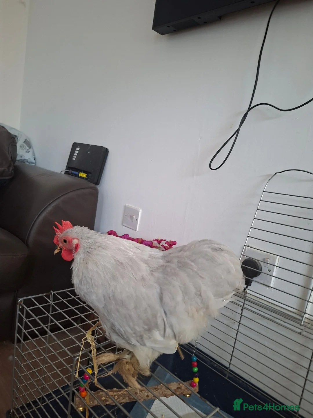 Chickens poultry for sale: Lavender pekin bantam - Advert 2