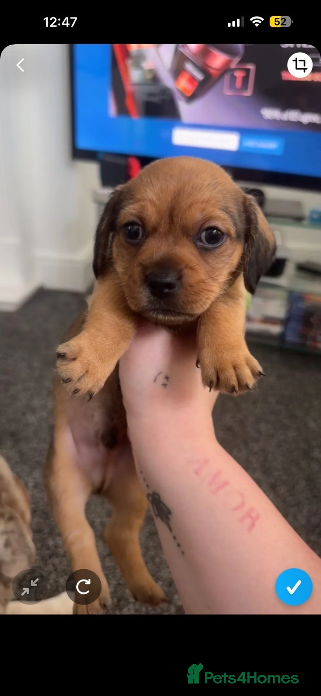 Mixed Breed dogs for sale: 6 dashound mix breed puppies  in Retford - Advert 2