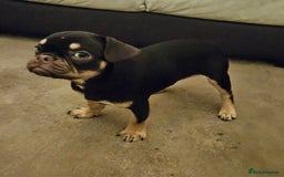 Frug dogs for sale: Frug Puppies Ready Now - Advert 7