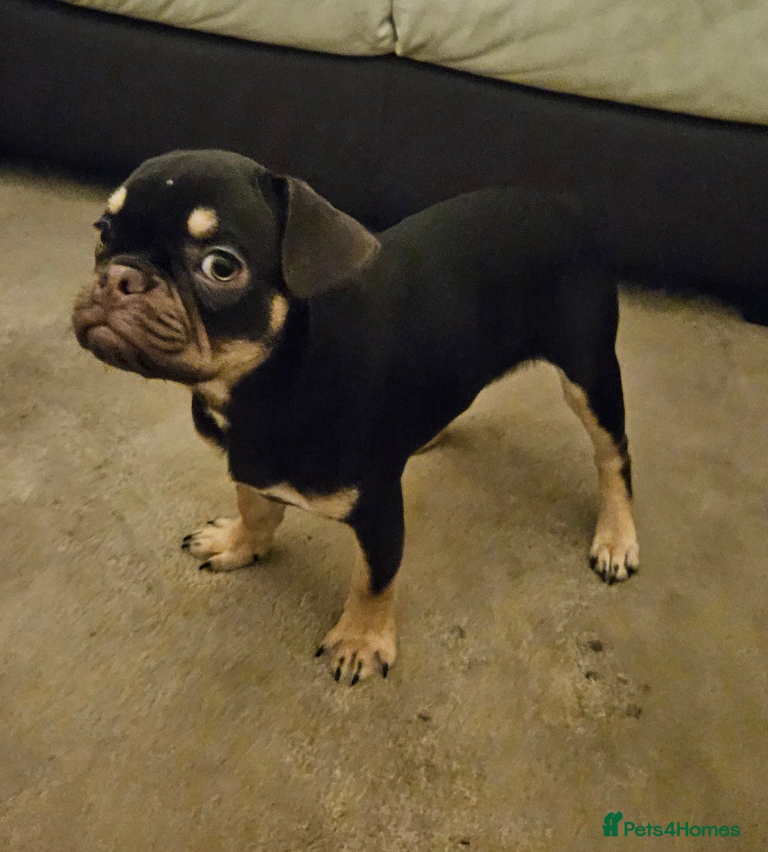 Frug dogs for sale: Frug Puppies Ready Now - Advert 7