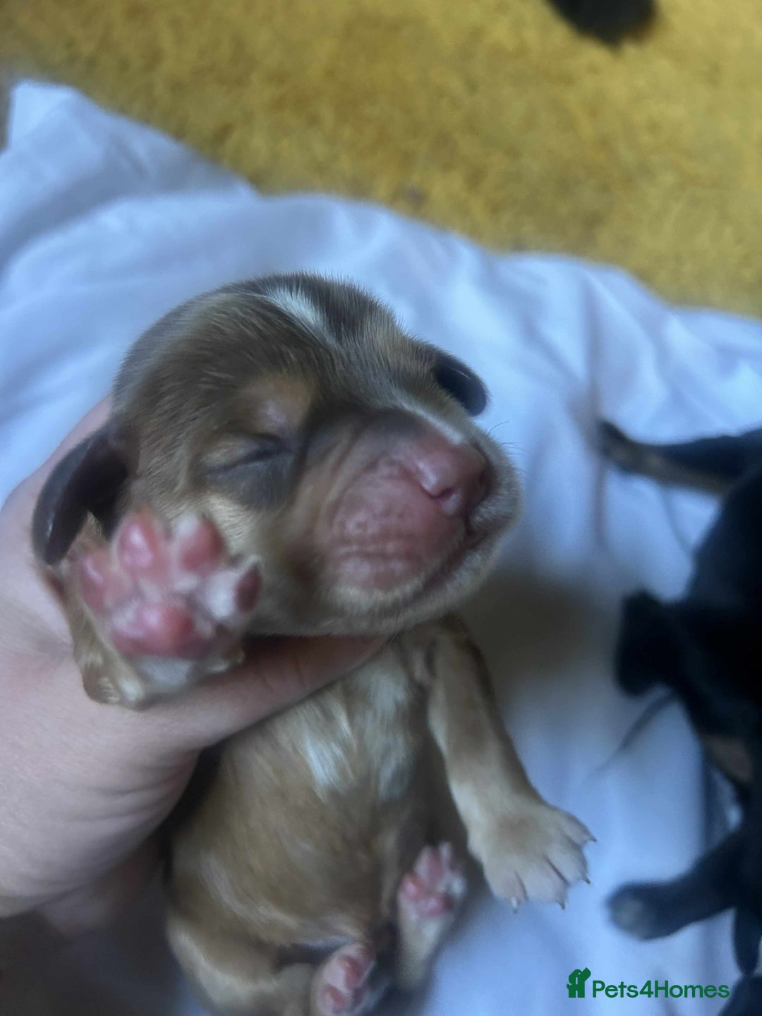Cocker Spaniel dogs for sale: Cocker spaniel puppies - Image 11