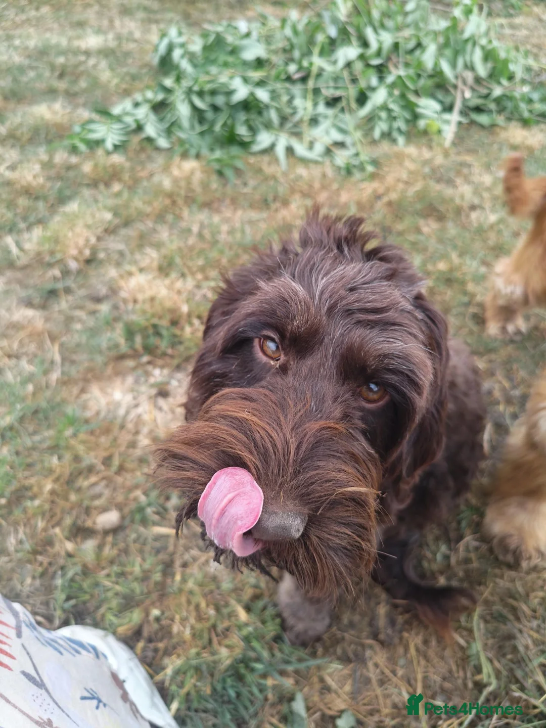 Cockapoo dogs for sale: Ideal as Therapy dog F1 Chocolate Cockapoo  - Advert 10