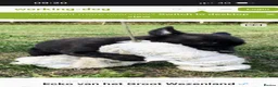 Belgian Shepherd Dog dogs for sale: Pure FCI Dutch Shepherd import  - Advert 8