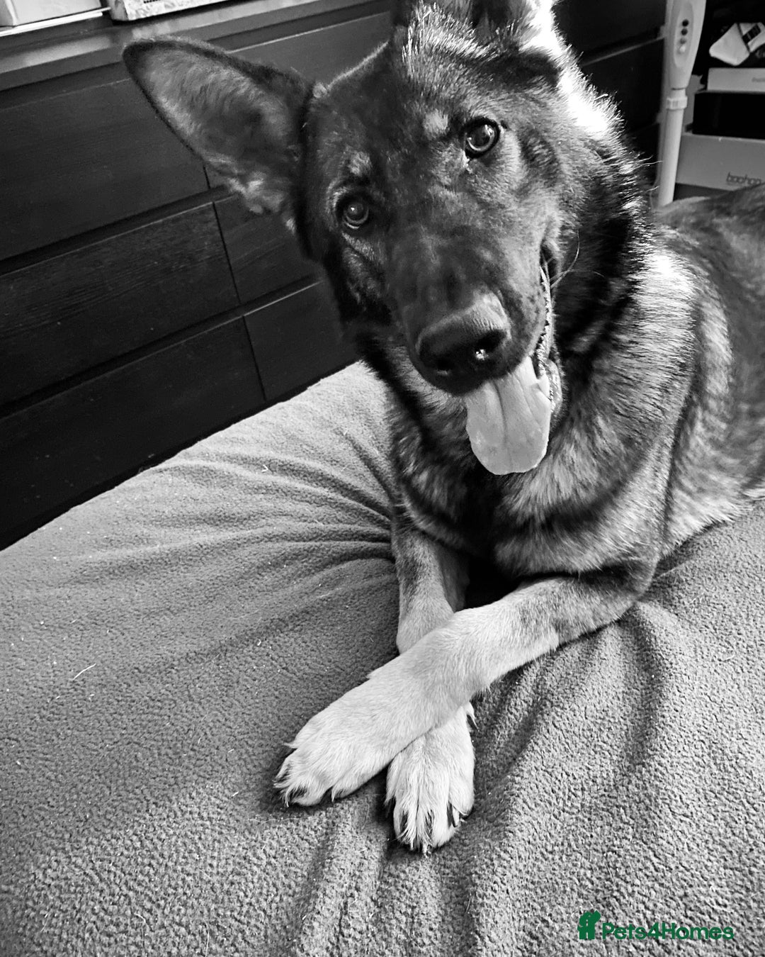 German Shepherd dogs for sale: For sale - Advert 5