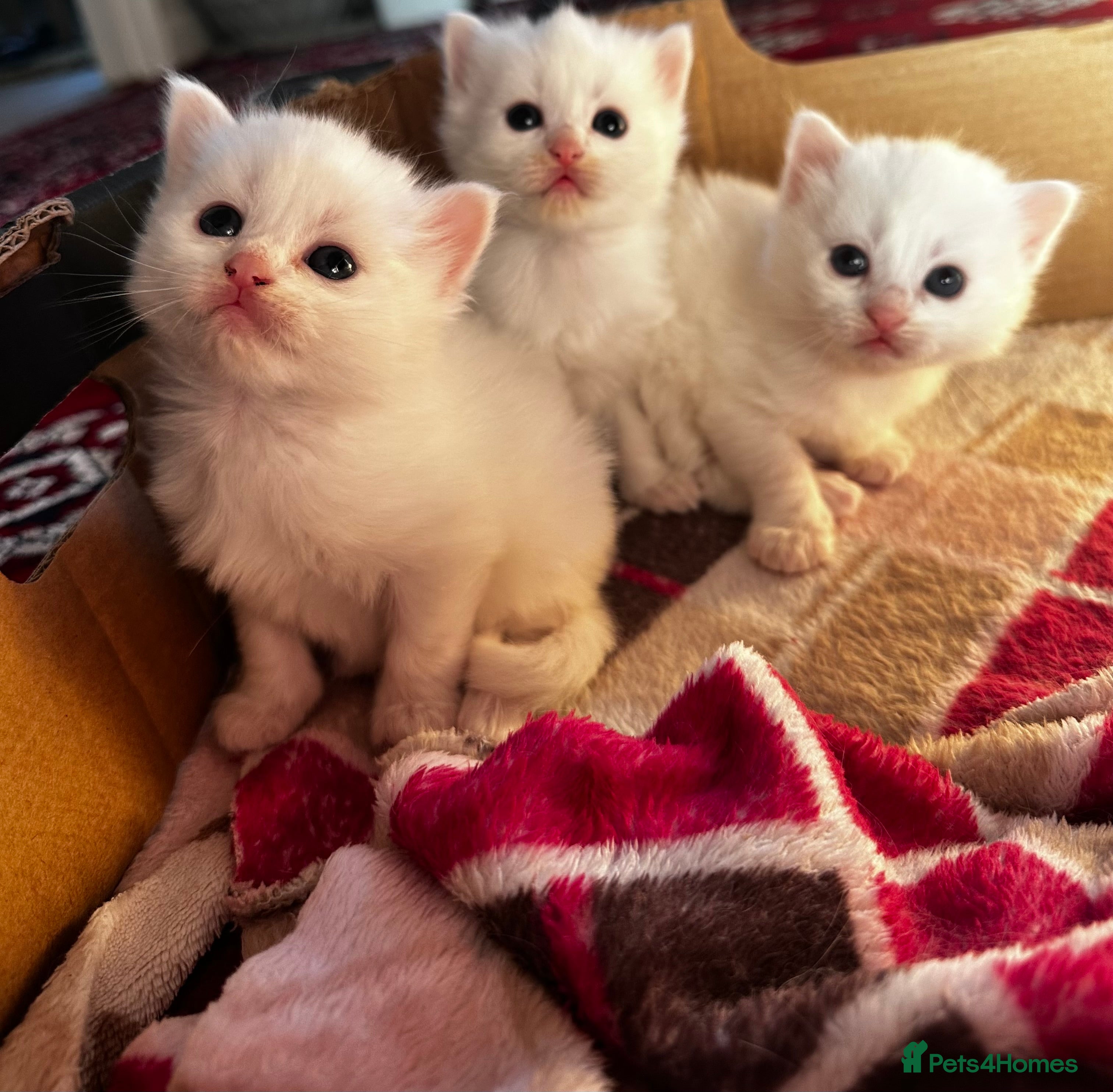 Siamese cats Siamese x russian blue kittens - Advert 4