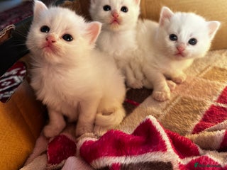 Siamese cats Siamese x russian blue kittens - Advert 5