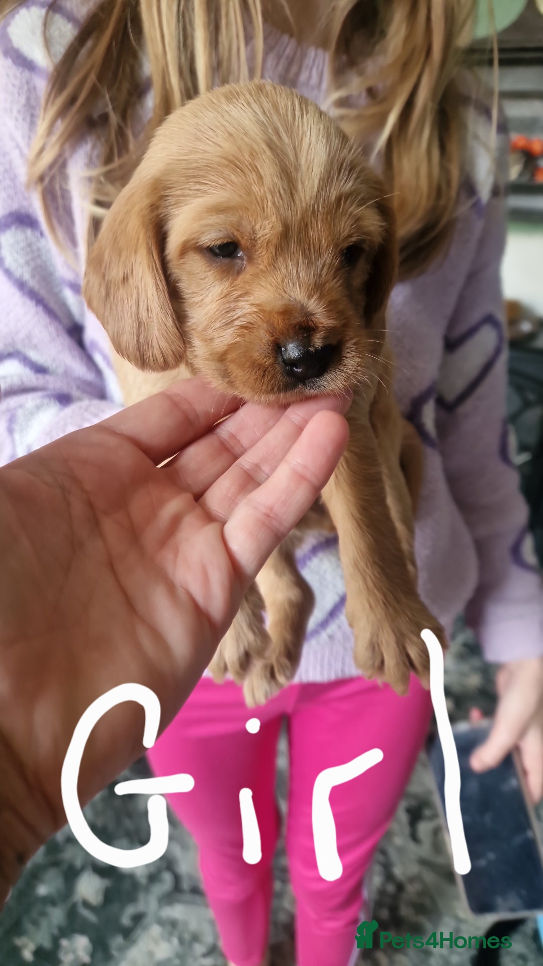 Mixed Breed dogs for sale: Vizlapoo/ Cockapoo puppies - Image 1
