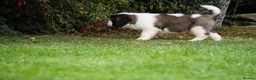 Saint Bernard dogs for sale: Outstanding St Bernard puppies for sale  - Advert 6
